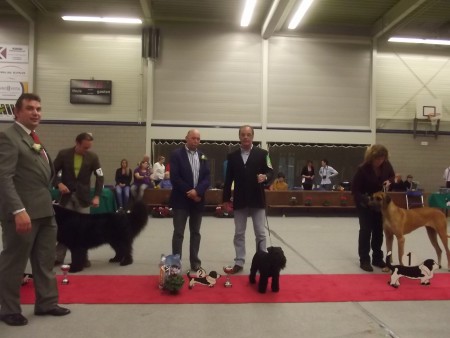 26-10-2014 CM KC Venray 1Ex-BOB- 2 Best In Group